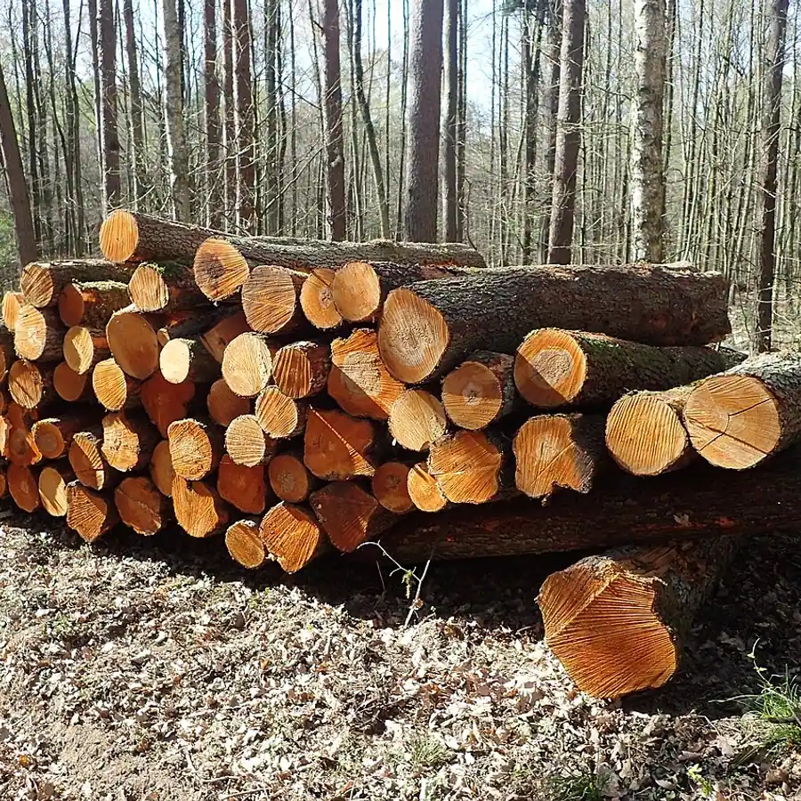 Juodalksnio rąstai Lenkijoje; realios medienos pavyzdys.